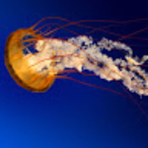 Meet your Posher, Wei